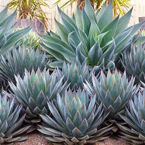 public/images/Agave ‘Blue Flame’ and Agave ‘Blue Glow’Optimized.webp